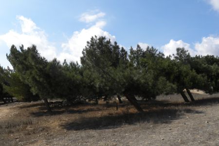 Windswept Trees on the Hills above Bethlehem
