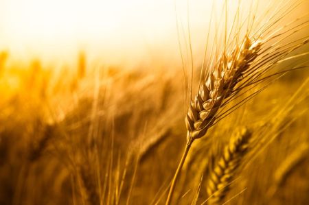The Wheat Field of Boaz
