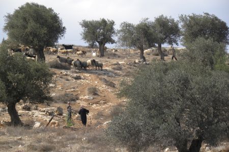 Sheep on the Road to Bethlehem