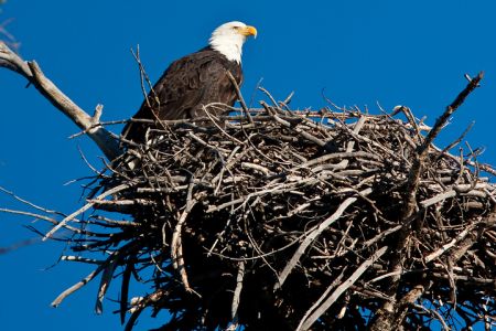 Bald Eagle in Nest