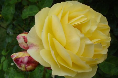 A Lovely Rose with Two Buds