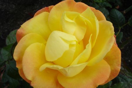 A Lovely Rose