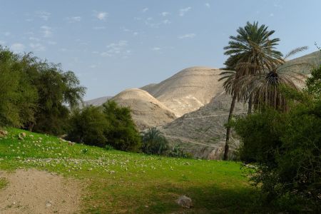 Oasis near Jericho