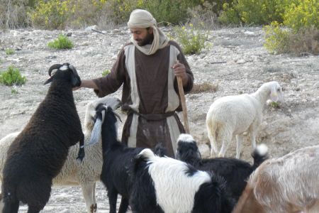 Shepherd in Israel