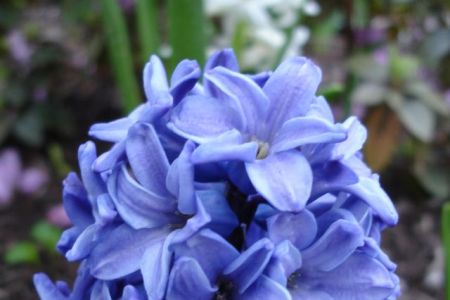 Proverbs 11:30 Blue Hyacinth