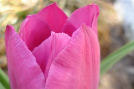 Proverbs 11:30 Bright Pink Tulip