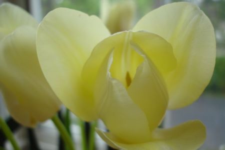 Proverbs 11:30 Pale Yellow Tulip