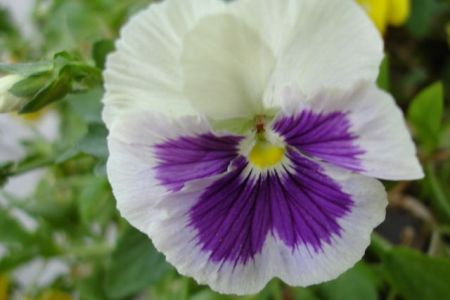 Proverbs 11:30 Purple and White Pansy