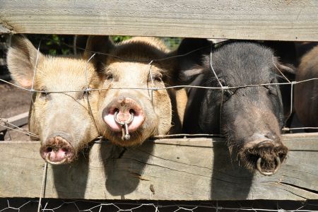 Three ringed pigs